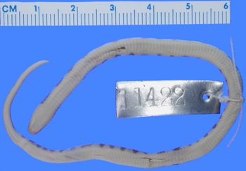 Media type: image; Herpetology R-11422